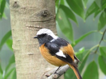 Daurian Redstart 東山動物園(小鳥とリスの森) Tue, 6/28/2016