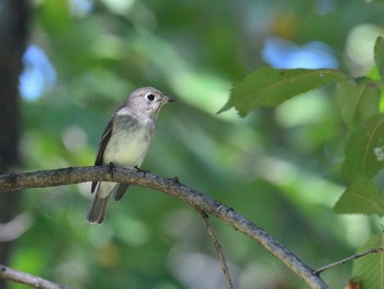 コサメビタキ 東京港野鳥公園 2020年10月2日(金)