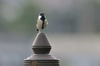 Japanese Tit 金井公園 Fri, 10/16/2020