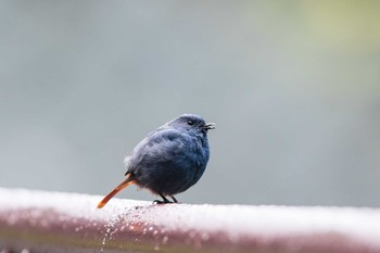 Plumbeous Water Redstart 阿里山国家森林遊楽区 Tue, 7/19/2016