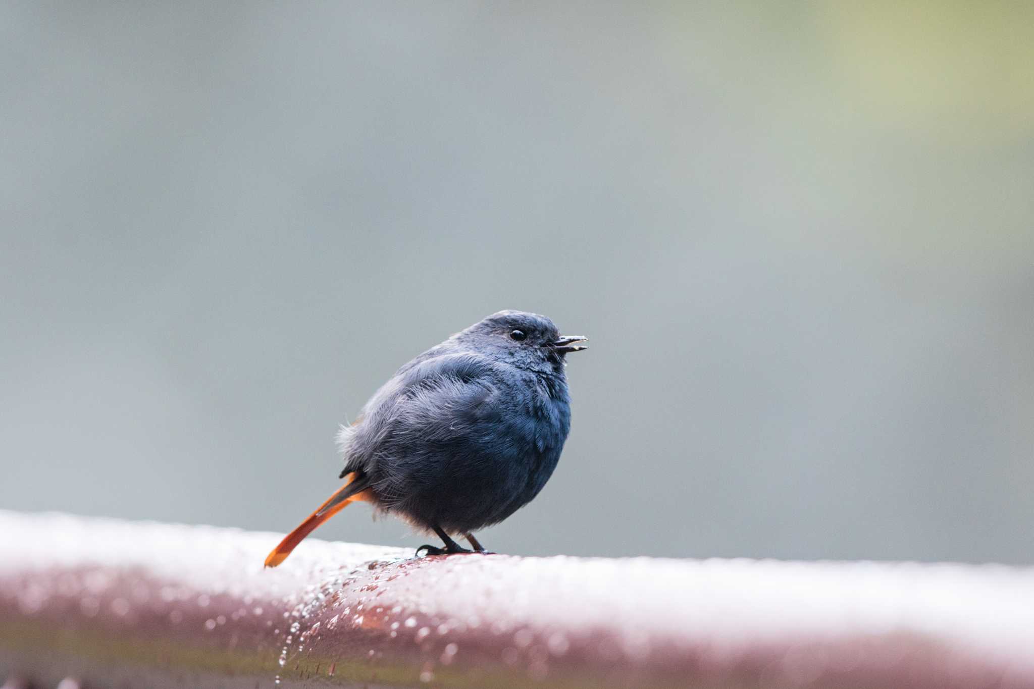 Plumbeous Water Redstart