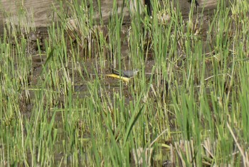 Grey Wagtail 赤羽自然観察公園 Sun, 10/18/2020