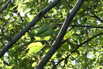 Rose-ringed Parakeet 赤羽自然観察公園 Sun, 10/18/2020