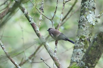 Brown Bullfinch