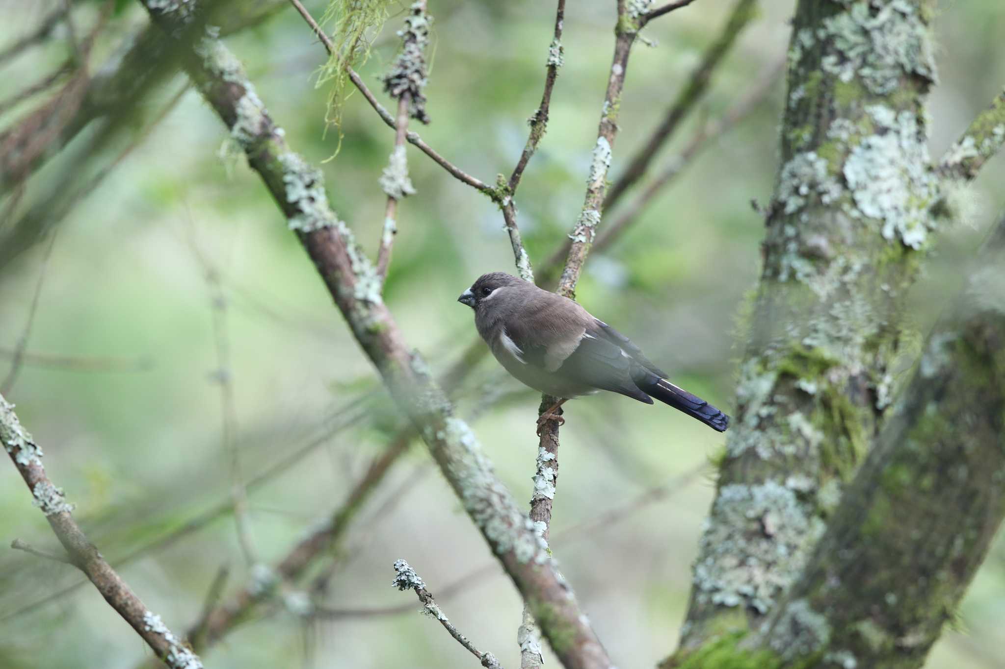 Photo of Brown Bullfinch at 阿里山国家森林遊楽区 by Trio