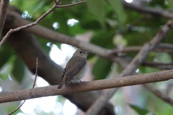 Narcissus Flycatcher Kasai Rinkai Park Sun, 10/18/2020