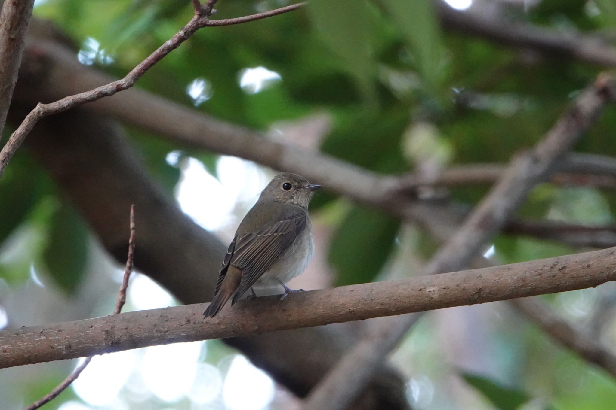 Photo of Narcissus Flycatcher at Kasai Rinkai Park by ひじり