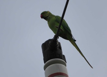 ワカケホンセイインコ 境川(境橋付近) 2020年10月18日(日)