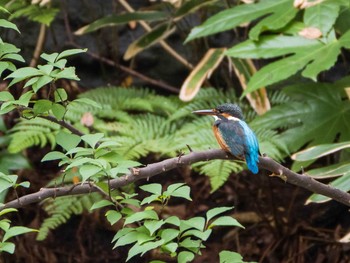 2020年10月11日(日) 六義園の野鳥観察記録