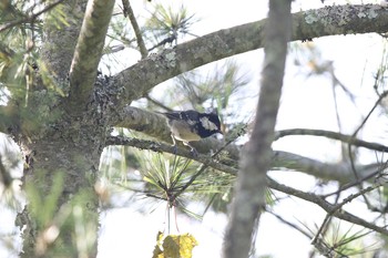 Coal Tit 阿里山国家森林遊楽区 Mon, 7/18/2016