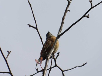 Meadow Bunting Kobe Forest Botanic Garden Sat, 10/17/2020