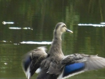 Eastern Spot-billed Duck Kobe Forest Botanic Garden Sat, 10/17/2020