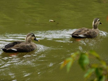 Eastern Spot-billed Duck Kobe Forest Botanic Garden Sat, 10/17/2020