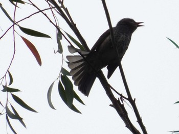 Brown-eared Bulbul Kobe Forest Botanic Garden Sat, 10/17/2020