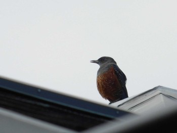 Blue Rock Thrush Kobe Forest Botanic Garden Sun, 10/18/2020