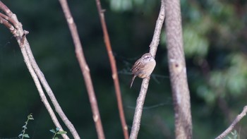 Sun, 10/18/2020 Birding report at 浦山ダム