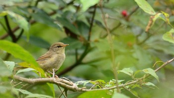 Sun, 10/18/2020 Birding report at Maioka Park