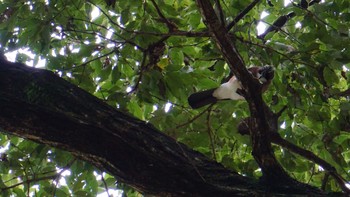 2020年10月18日(日) 鉢形城跡公園の野鳥観察記録