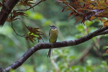 キセキレイ 山梨県 2016年8月3日(水)