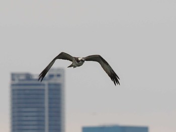 2020年10月18日(日) 葛西臨海公園の野鳥観察記録