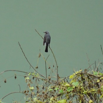 2020年10月18日(日) 浦山ダムの野鳥観察記録