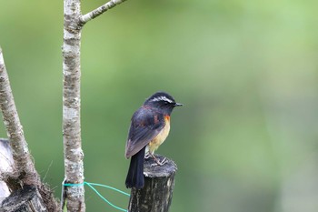 Collared Bush Robin 阿里山国家森林遊楽区 Tue, 7/19/2016