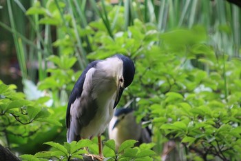 Black-crowned Night Heron Shakujii Park Wed, 8/3/2016