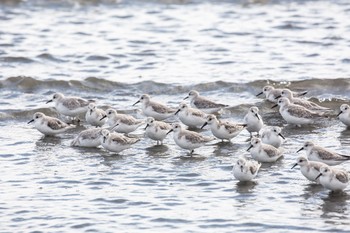 ミユビシギ ふなばし三番瀬海浜公園 2020年10月18日(日)