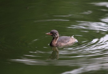 Little Grebe Shakujii Park Wed, 8/3/2016