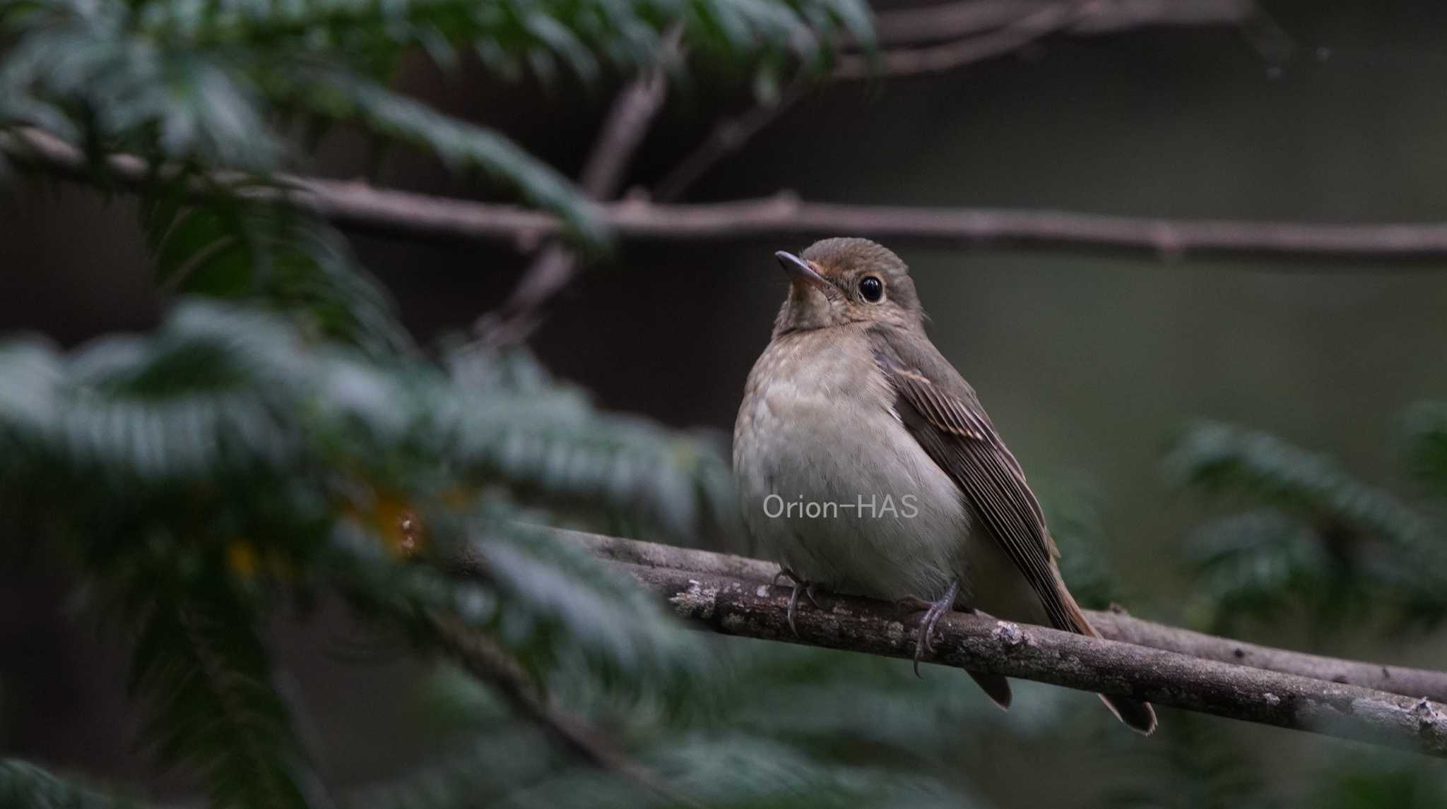 SONY α7R４ + SONY FE200-600mm　1260mm　JPEG撮影