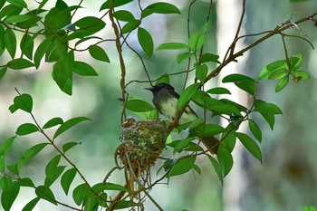 サンコウチョウ 神奈川県 2016年8月5日(金)