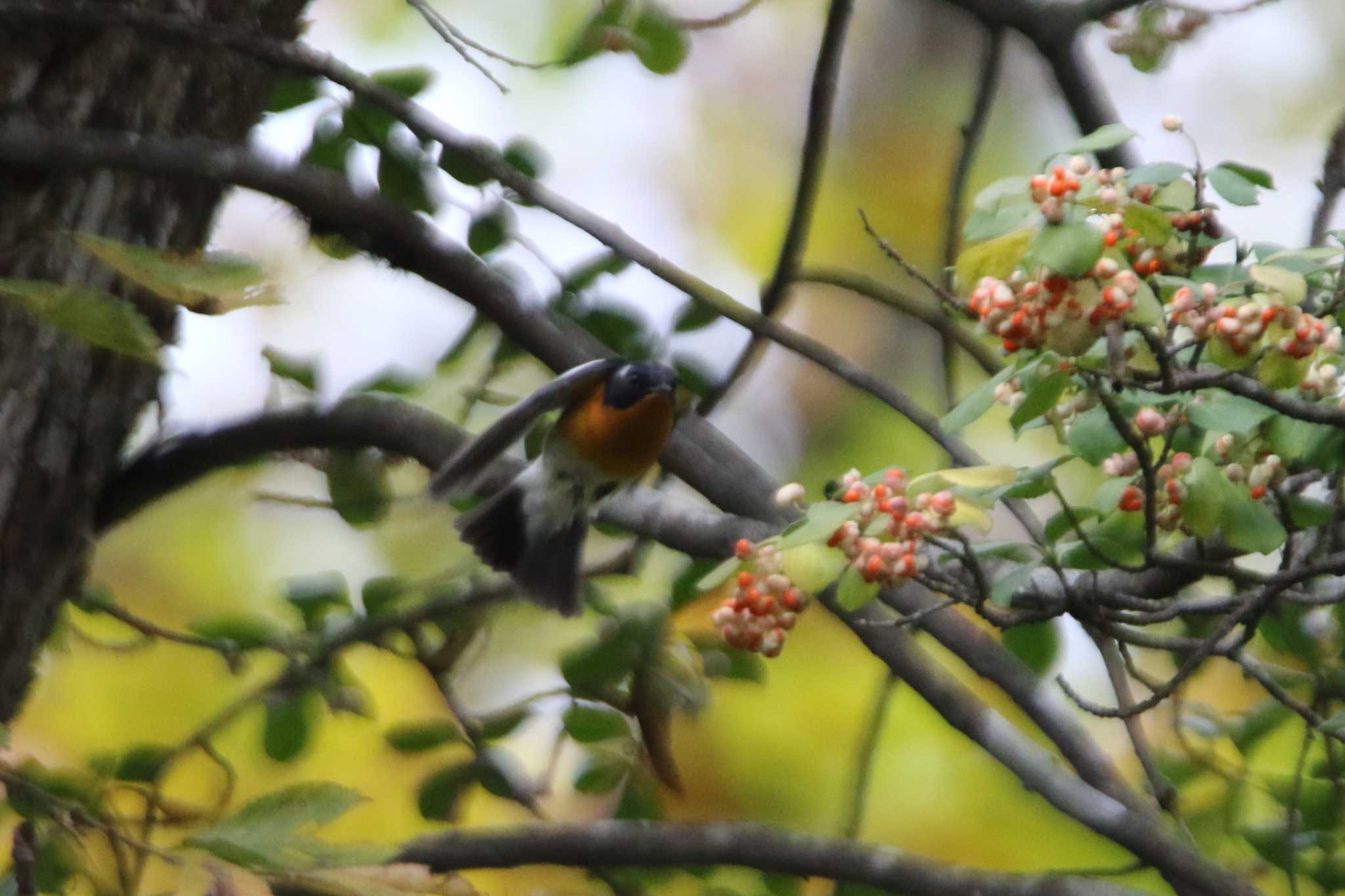 戸隠森林植物園(戸隠森林公園) ムギマキの写真