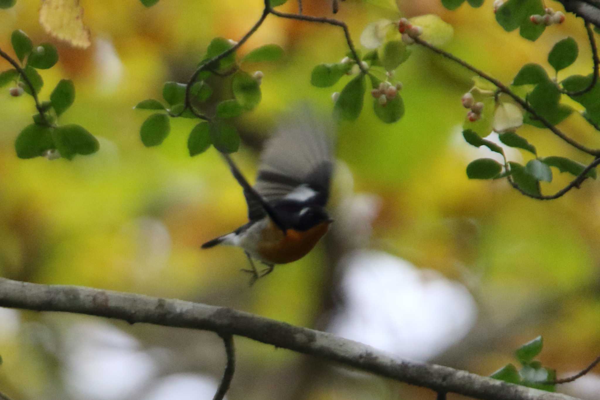 戸隠森林植物園(戸隠森林公園) ムギマキの写真