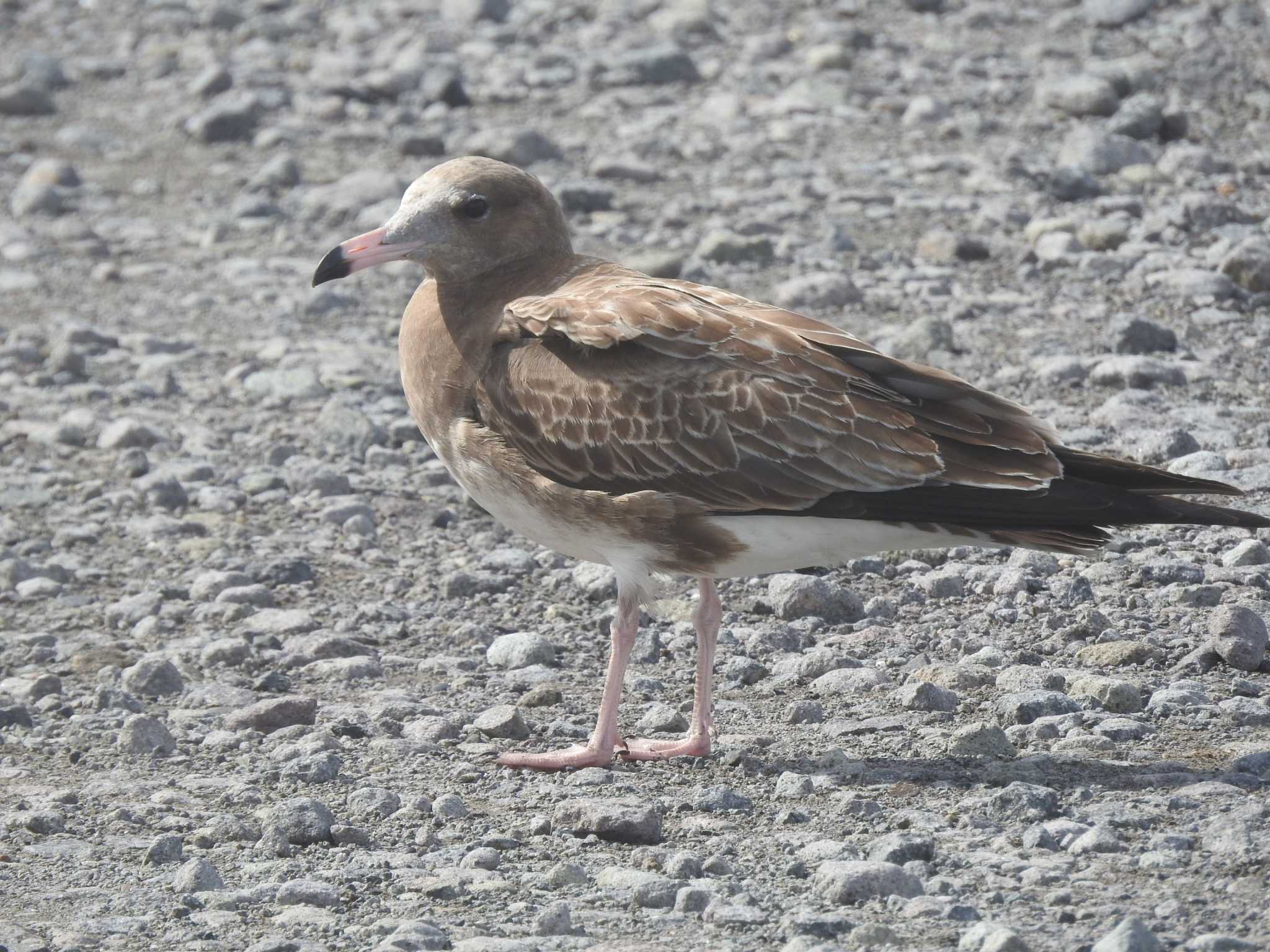 港にいたオオセグロカモメ幼鳥