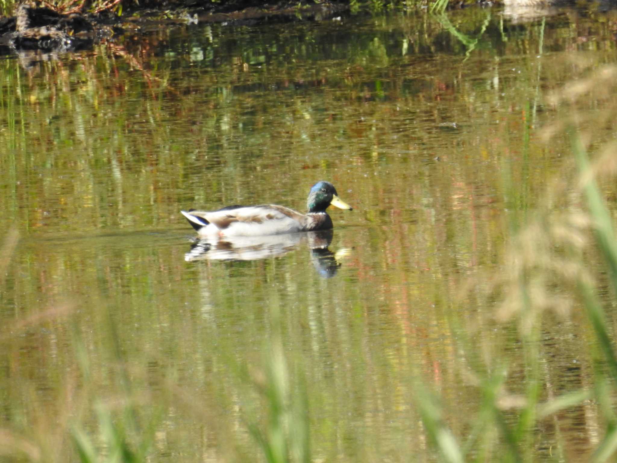 東京港野鳥公園 マガモの写真 by Kozakuraband