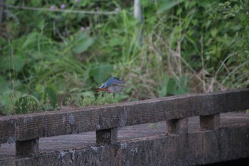 Common Kingfisher 金山調節池 Fri, 8/5/2016