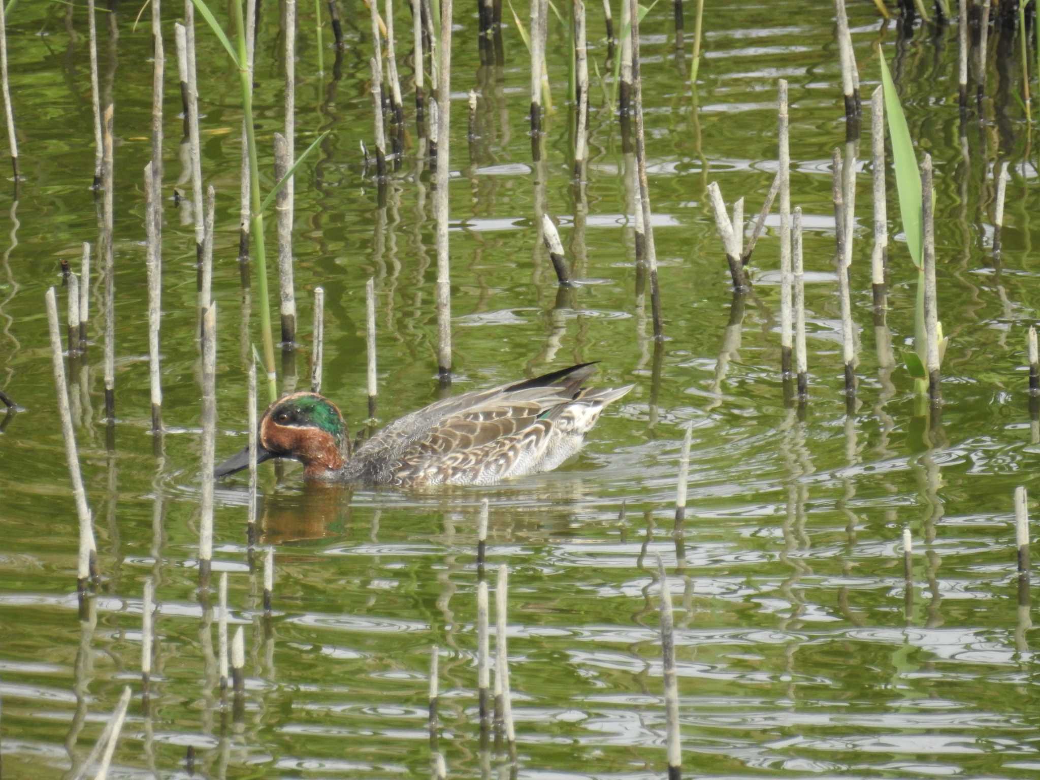 東京港野鳥公園 コガモの写真