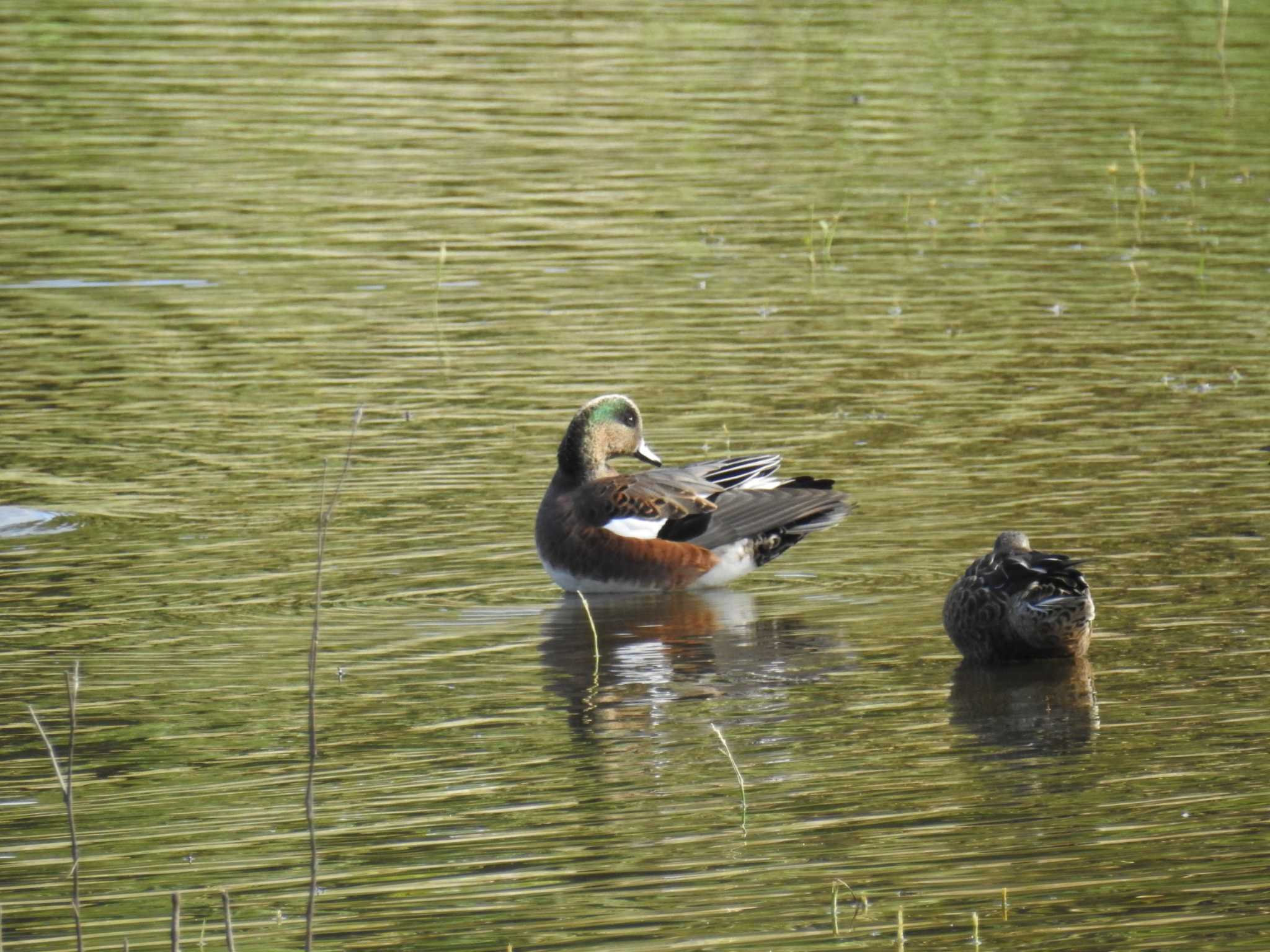 東京港野鳥公園 アメリカヒドリの写真