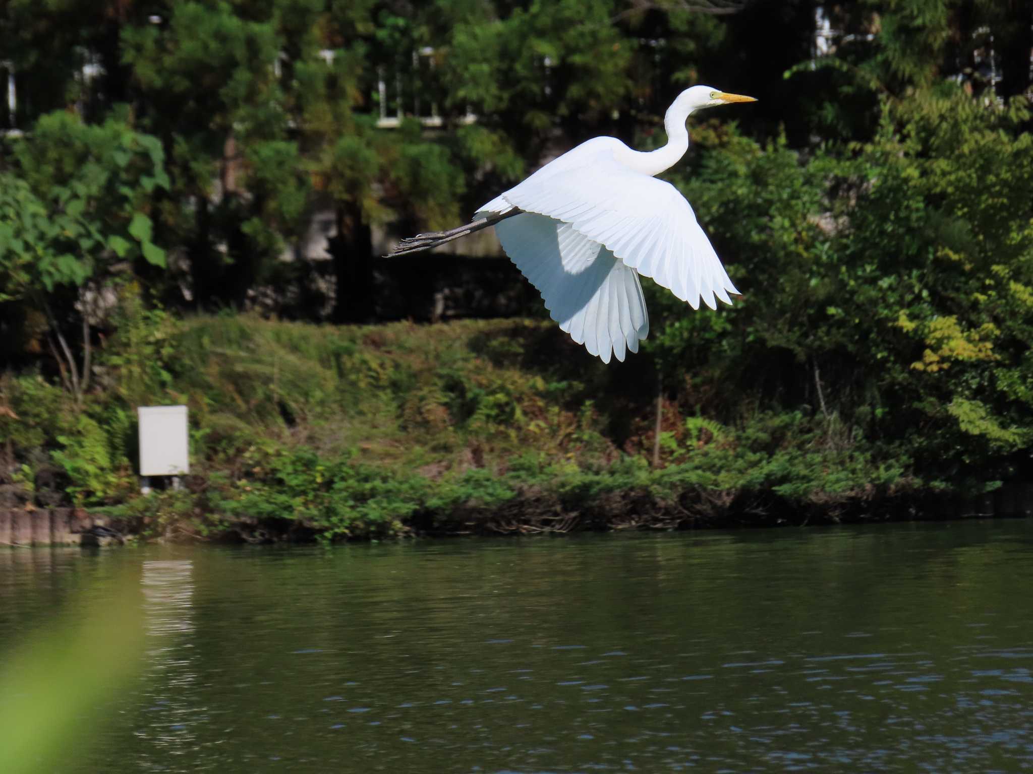 大池親水公園 チュウサギの写真