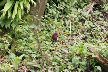 Taiwan Rosefinch 阿里山国家森林遊楽区 Mon, 7/18/2016