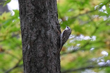 2020年10月11日(日) 大沼公園(北海道七飯町)の野鳥観察記録