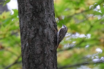 Sun, 10/11/2020 Birding report at 大沼公園(北海道七飯町)