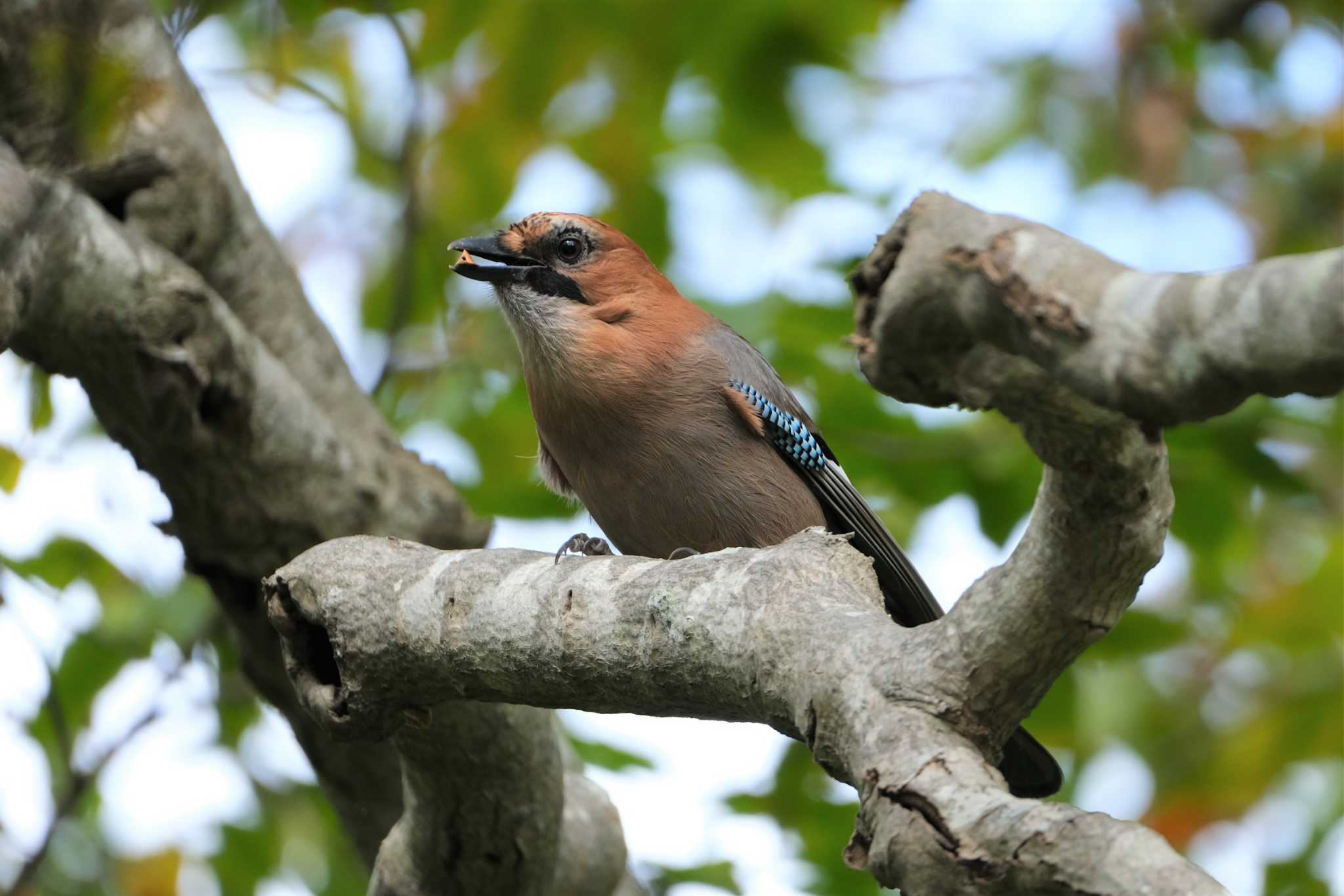 Photo of Eurasian Jay(brandtii) at 大沼公園(北海道七飯町) by toru