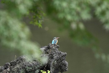 カワセミ 新宿御苑 2020年10月18日(日)