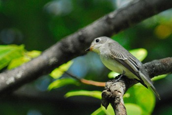 コサメビタキ 馬見丘陵公園 2020年10月12日(月)