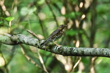 クロツグミ 山梨県 2016年8月6日(土)