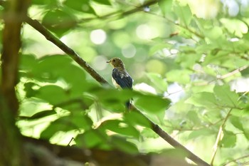 オオルリ 山梨県 2016年8月6日(土)