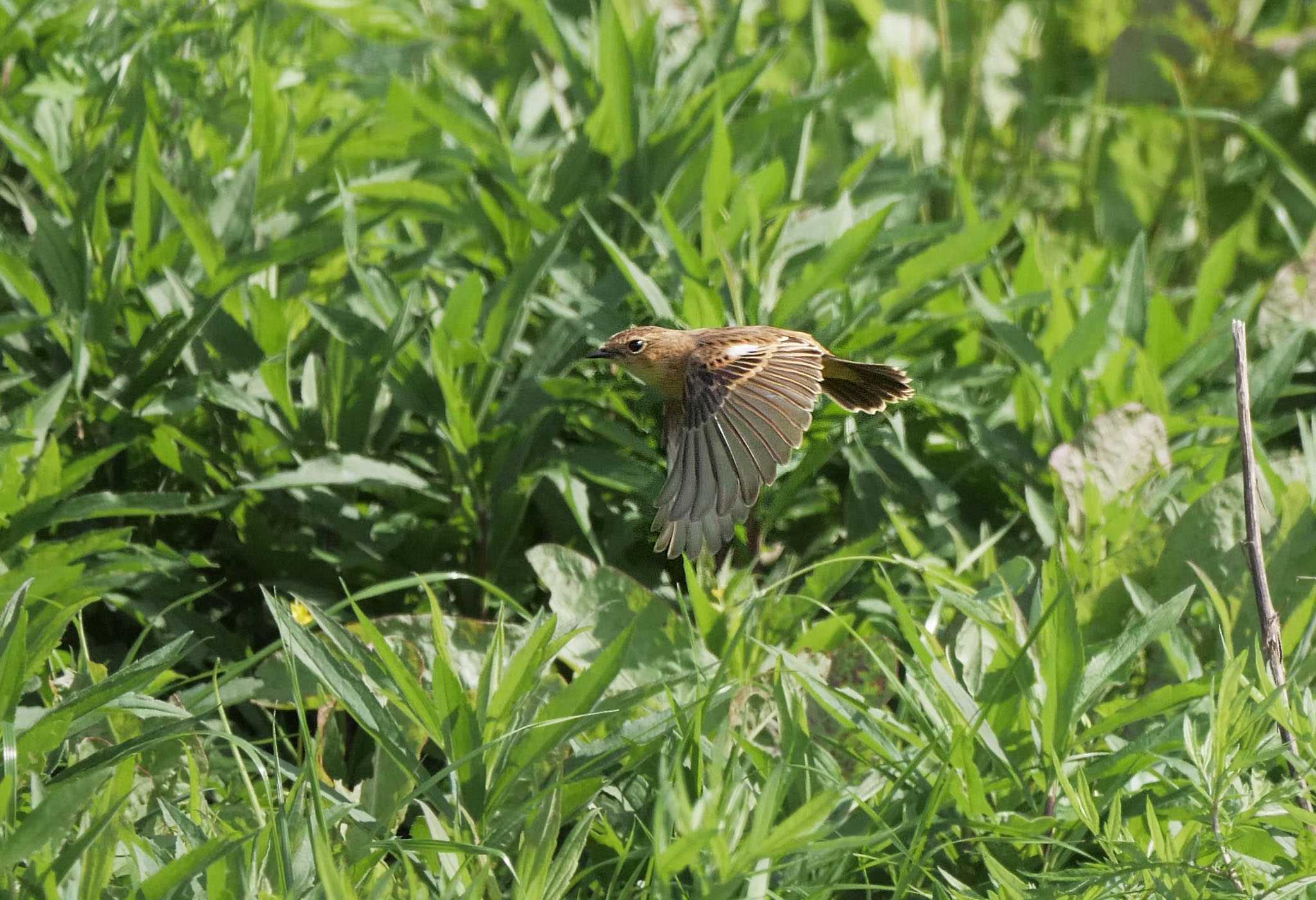 さいたま市 ノビタキの写真