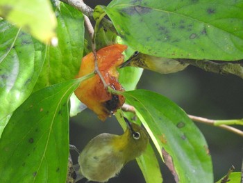 2020年10月18日(日) 四万川の野鳥観察記録