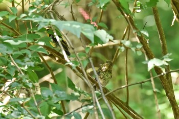 オオルリ 山梨県 2016年8月6日(土)